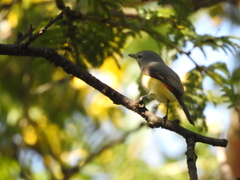 Pericrocotus cinnamomeus