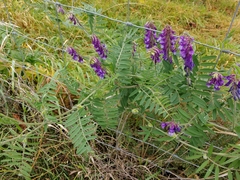 Vicia villosa villosa