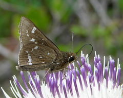 Atrytonopsis quinteri