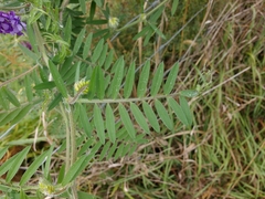 Vicia villosa villosa