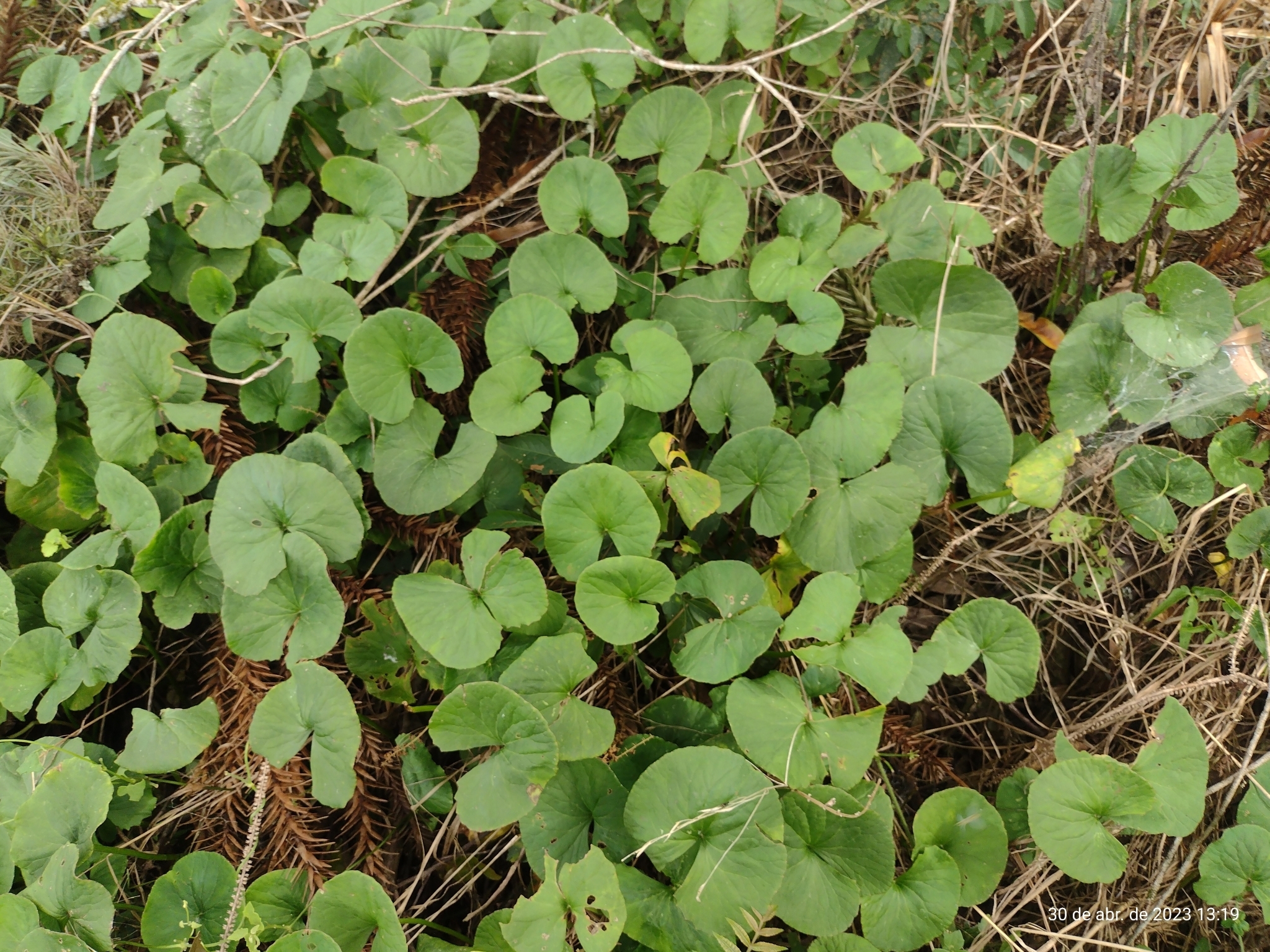 Centella asiatica