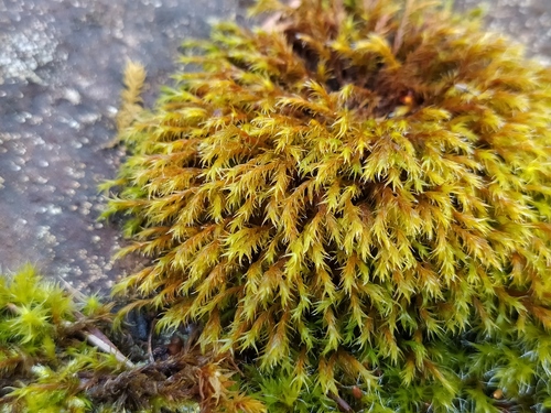 Papillose Bloom Moss (Schistidium papillosum)