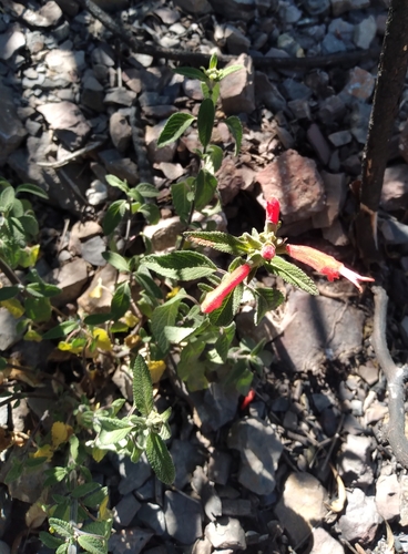 Image of Salvia haenkei by no rights reserved