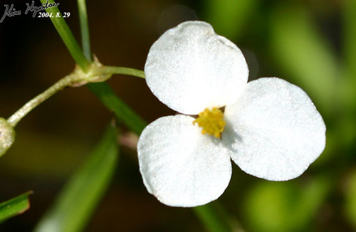 Sagittaria aginashi (Sagittaria aginashi)