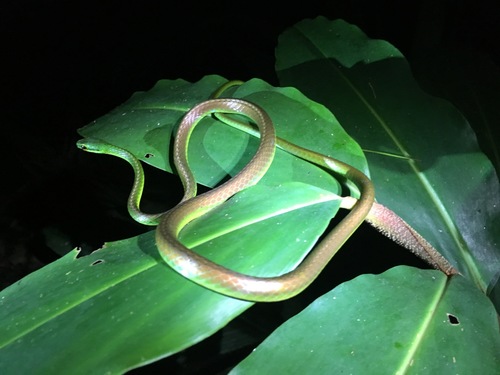 Photo of a Oliver's Parrot Snake (nebulosus) (Leptophis nebulosus)