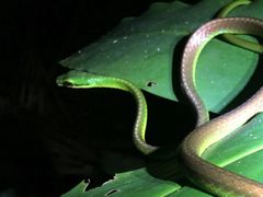 Leptophis nebulosus