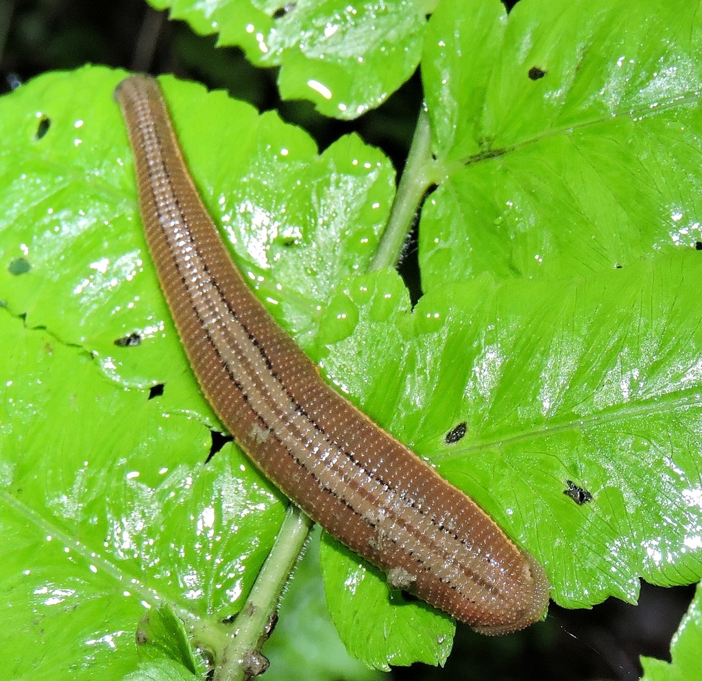 Haemadipsa sylvestris
