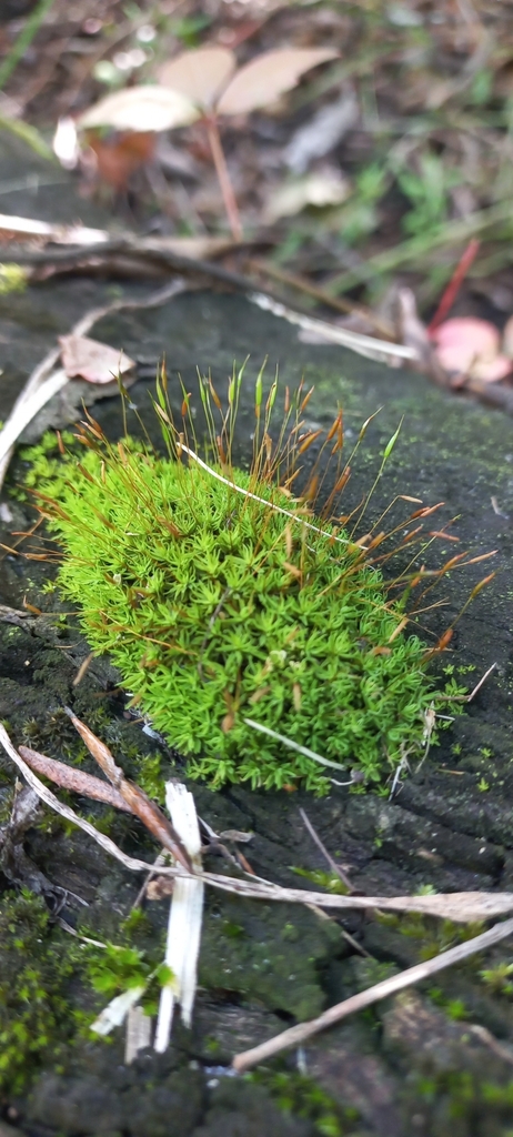 joint-toothed-mosses-from-garden-route-botanical-gardens-on-april-28