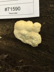 Perenniporia compacta