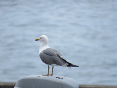 Larus michahellis atlantis