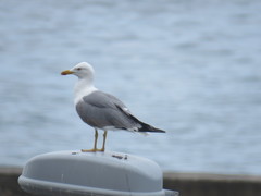 Larus michahellis atlantis