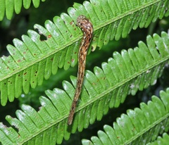 Haemadipsa crenata