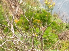 Curruca conspicillata