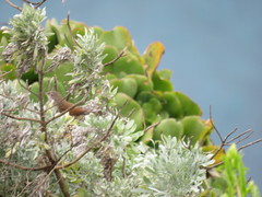 Curruca conspicillata