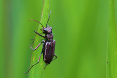 Cicindela equestris