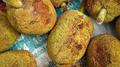 Image of Artocarpus odoratissimus by (c) Ong Jyh Seng, some rights reserved (CC BY-SA)