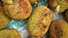 (c) Ong Jyh Seng, some rights reserved (CC BY-SA) Artocarpus odoratissimus, photograph (c) Ong Jyh Seng, some rights reserved (CC BY-SA)