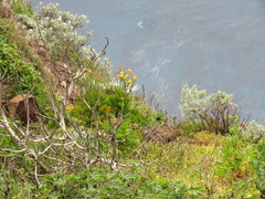 Curruca conspicillata