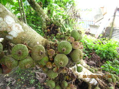 Ficus auriculata