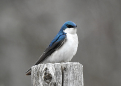 Tachycineta bicolor image