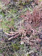 Illecebrum verticillatum