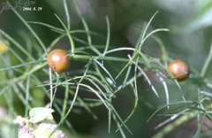Asparagus schoberioides
