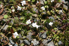 Mazus novaezeelandiae