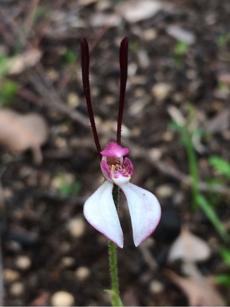 Caladeniinae