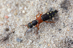 Staphylinus erythropterus