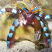Electric Blue Hermit Crab - Photo (c) Lucas Thompson, some rights reserved (CC BY-NC-SA)