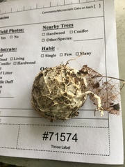 Hydnocristella himantia