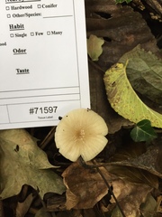 Oudemansiella limonispora