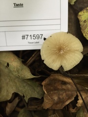 Oudemansiella limonispora