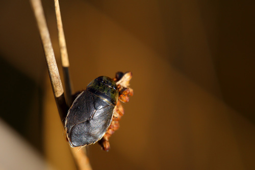 saucer bug, Drenthe, Netherlands, photo 5 of 10