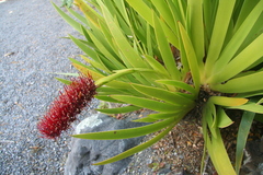 Xeronema callistemon