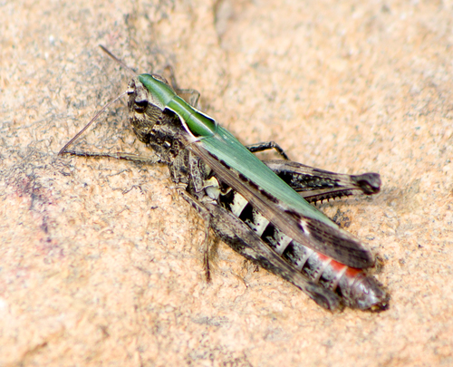 Woodland Grasshopper photo 3