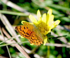 Lycaena ottomanus