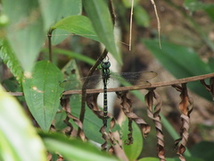 Polycanthagyna ornithocephala