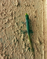 Lygodactylus conraui