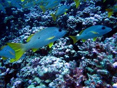 Lutjanus monostigma
