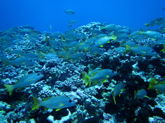 Lutjanus monostigma