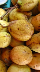 Mangifera kemanga
