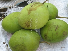 Mangifera odorata