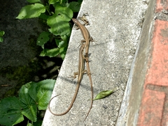Kuhne's Grass Lizard photo 3