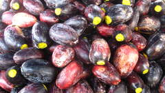 Canarium odontophyllum