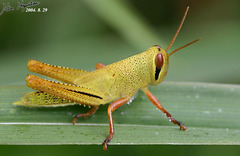 Patanga japonica
