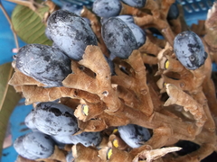 Canarium odontophyllum