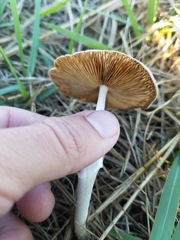 Agaricales
