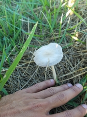 Agaricales