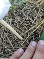 Agaricales